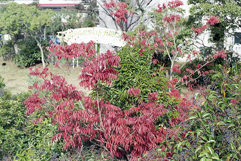 matsumi-7-2