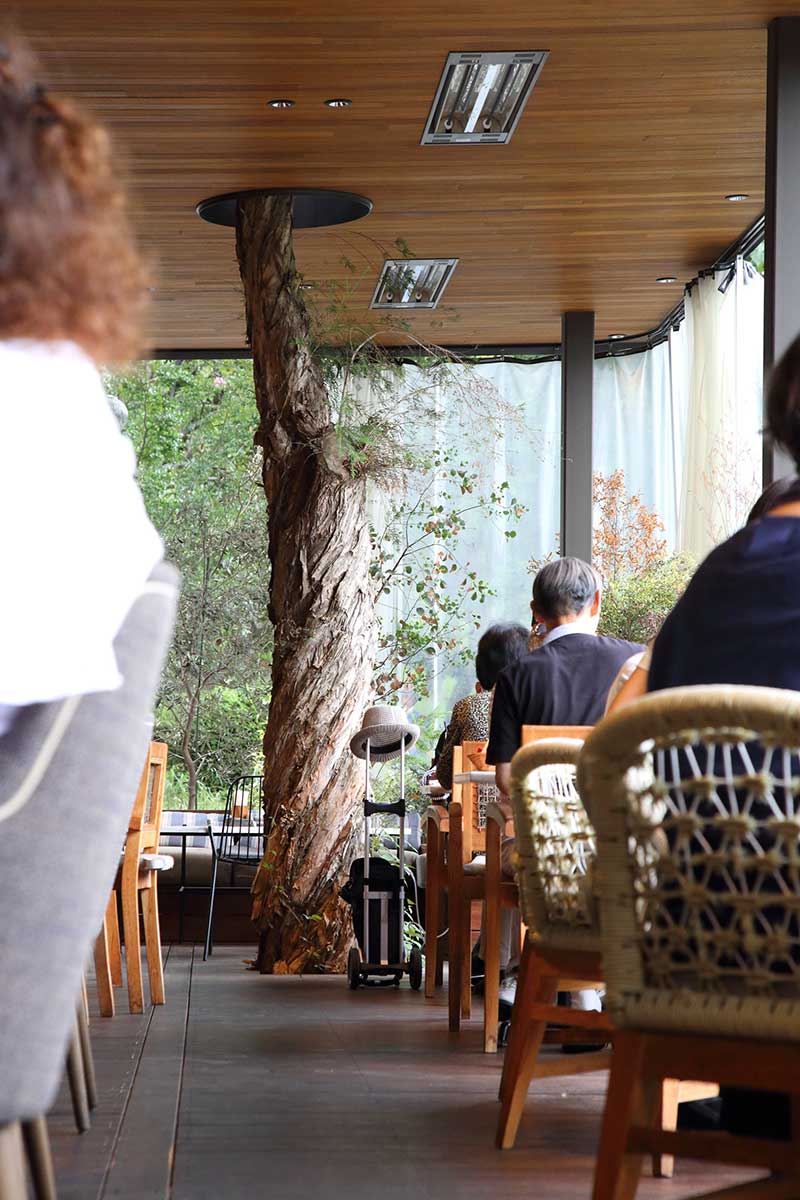 公園×カフェの進化系、千里南公園に バードツリー探訪 - うちまちだんち