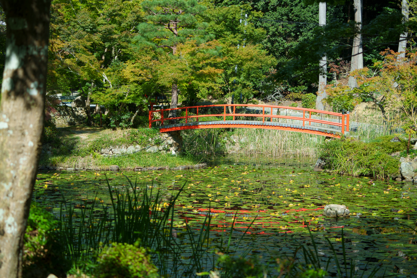 京都市西京区大原野にある大原野神社参道の東側にある鯉沢池