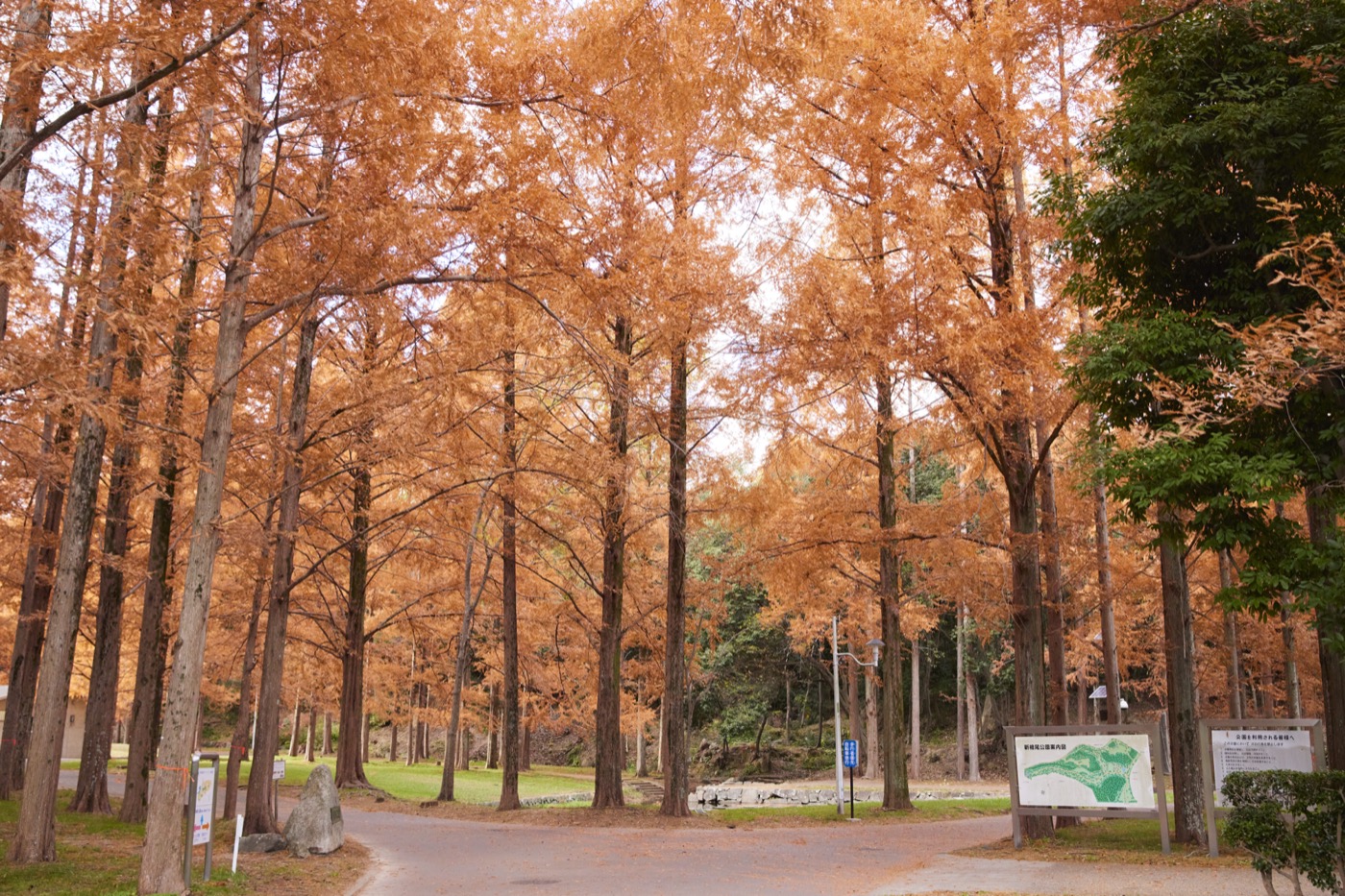 紅葉風景