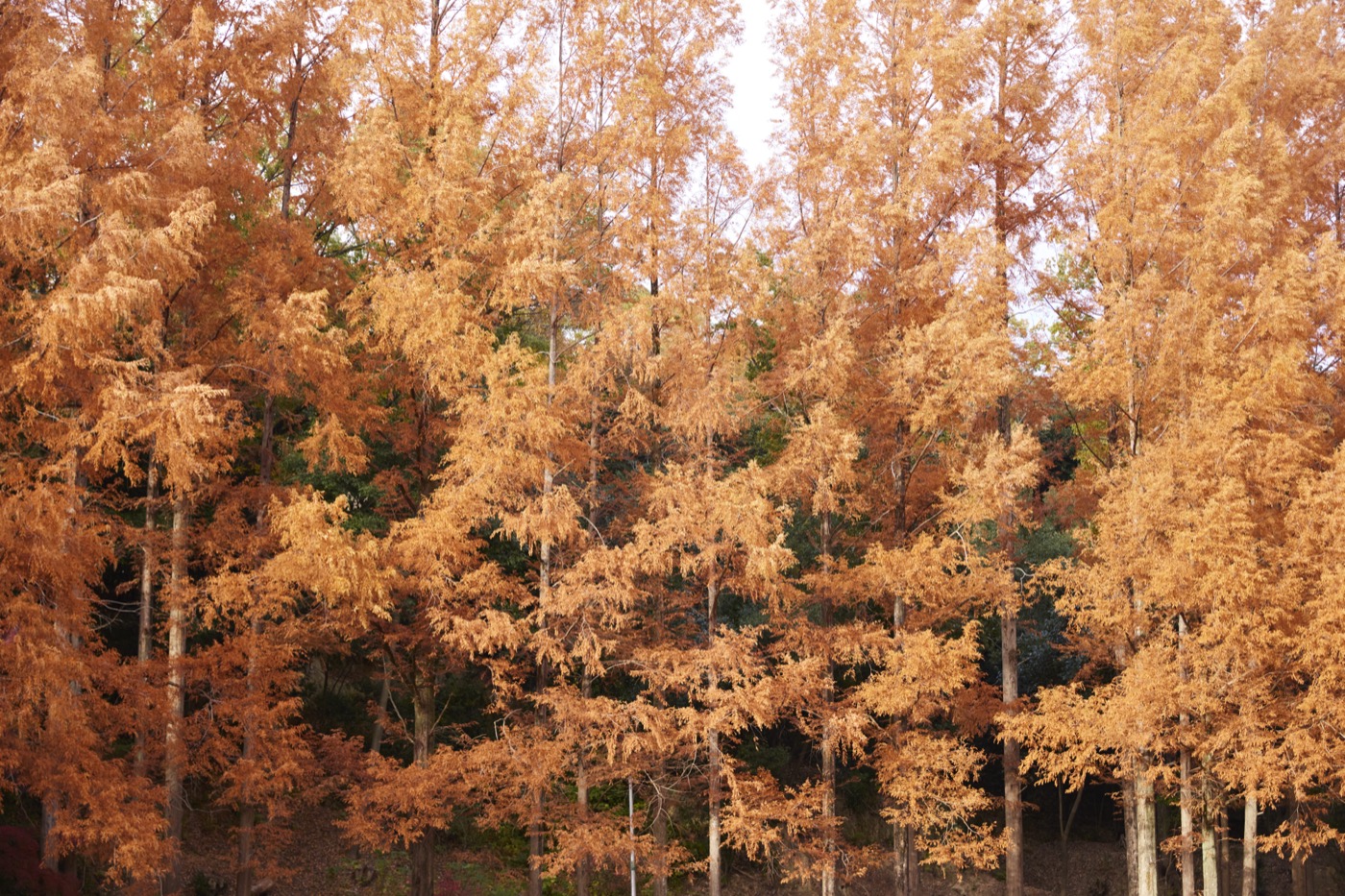 紅葉風景