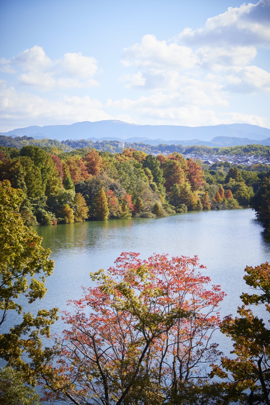 紅葉風景