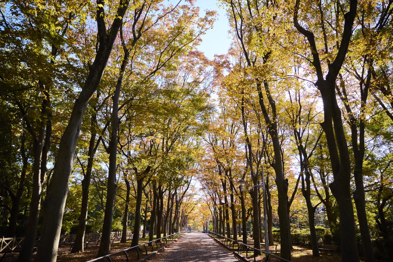 西原公園のケヤキ並木