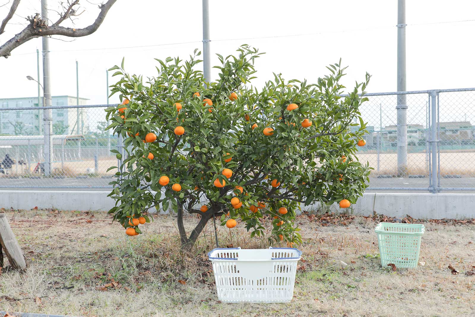 大阪府高槻市にある富田団地で育てたみかんの木