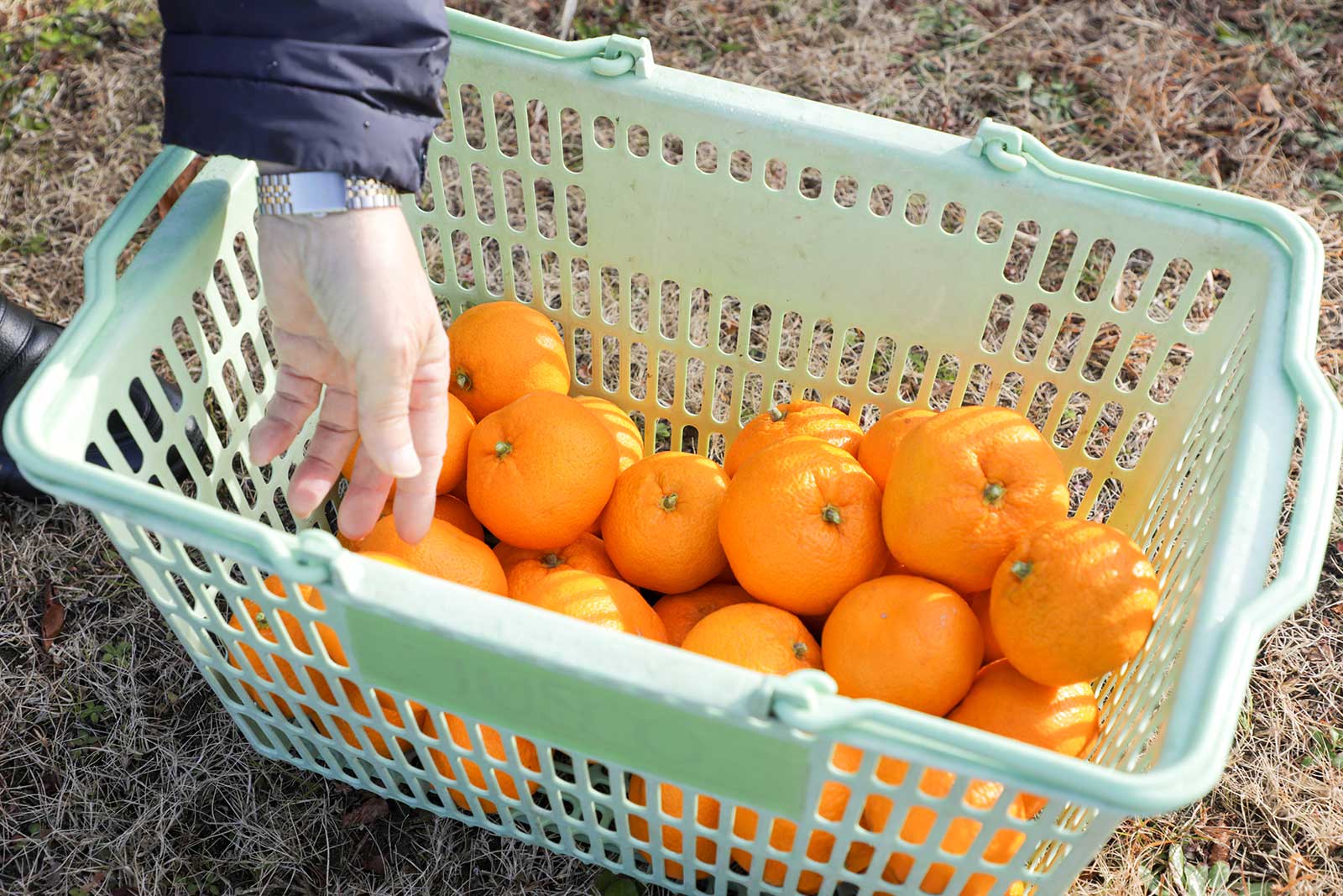 富田団地で育てたみかん