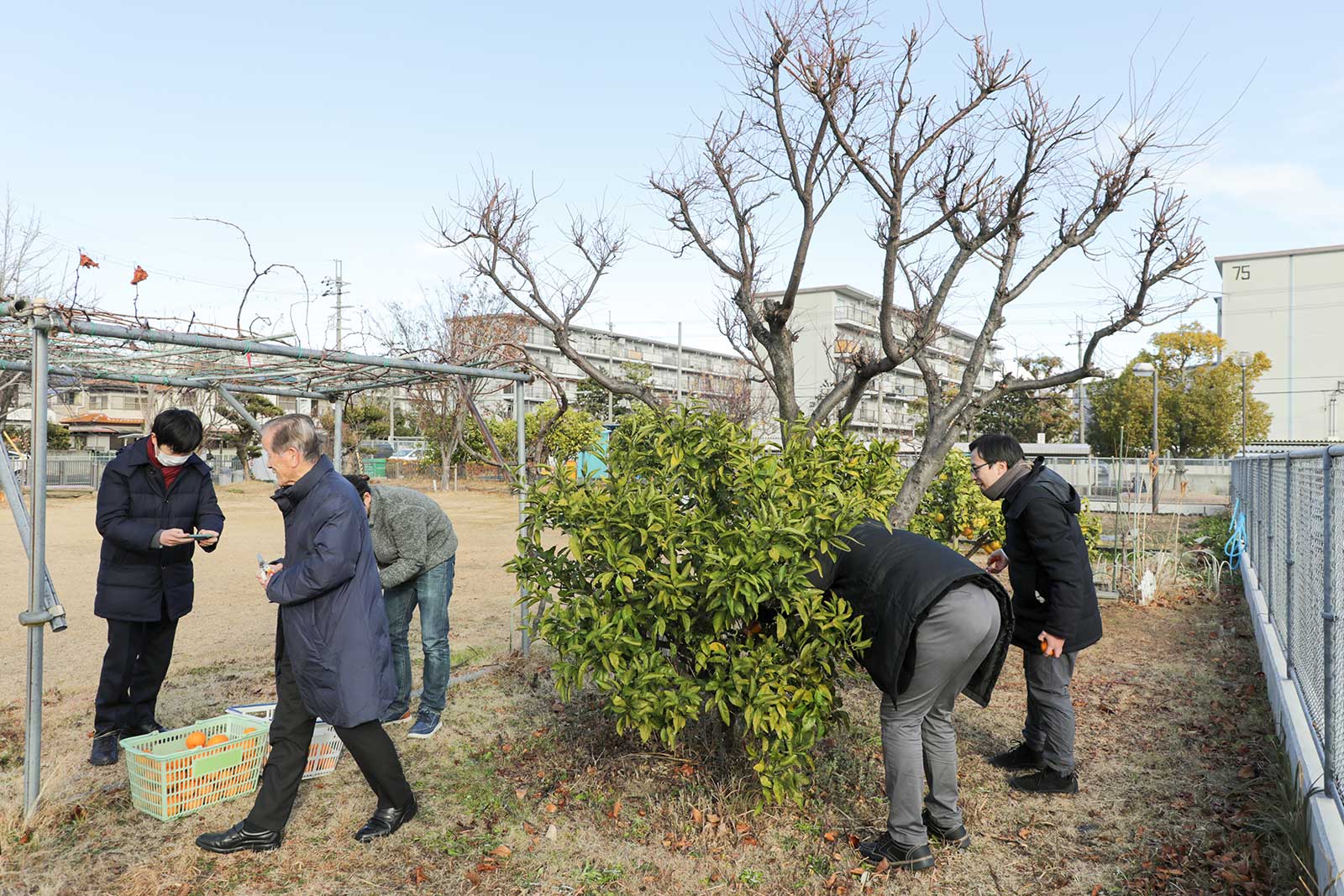 富田団地で育てた果実収穫の様子