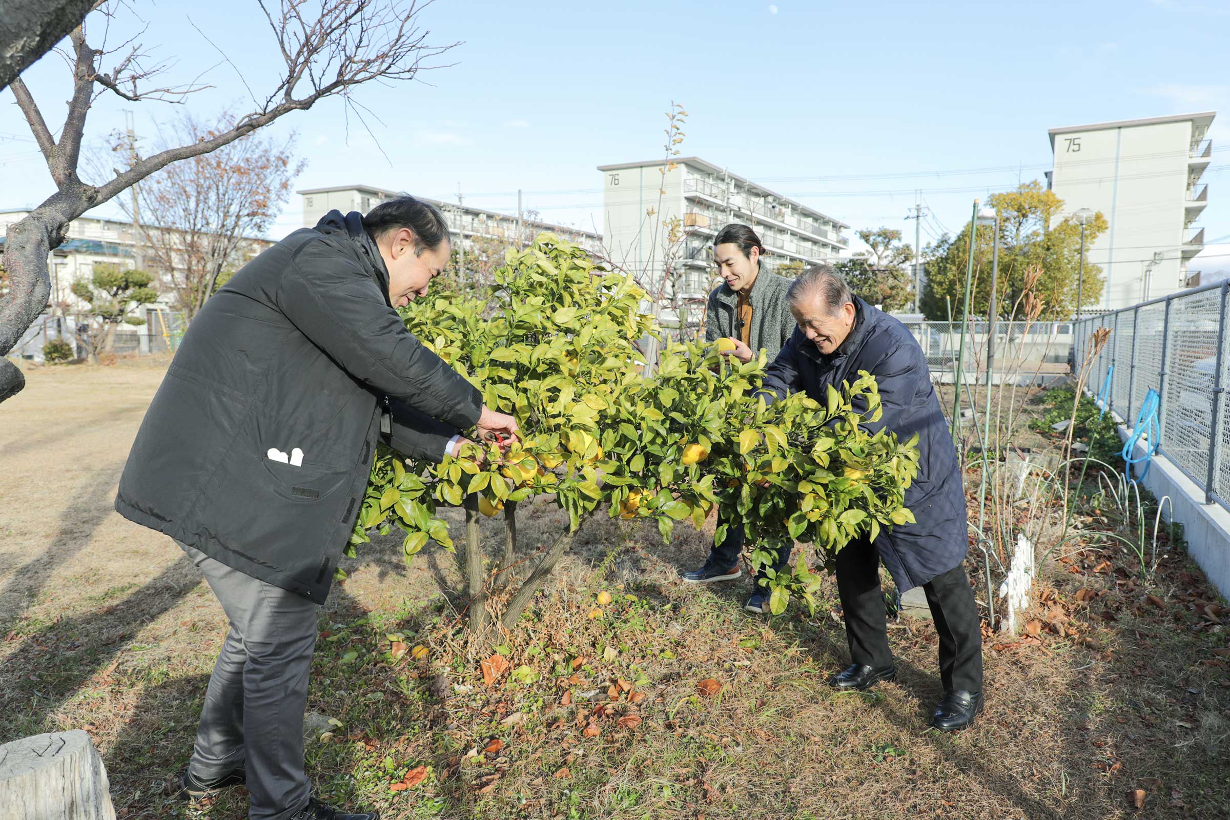 富田団地で育てた果実収穫の様子