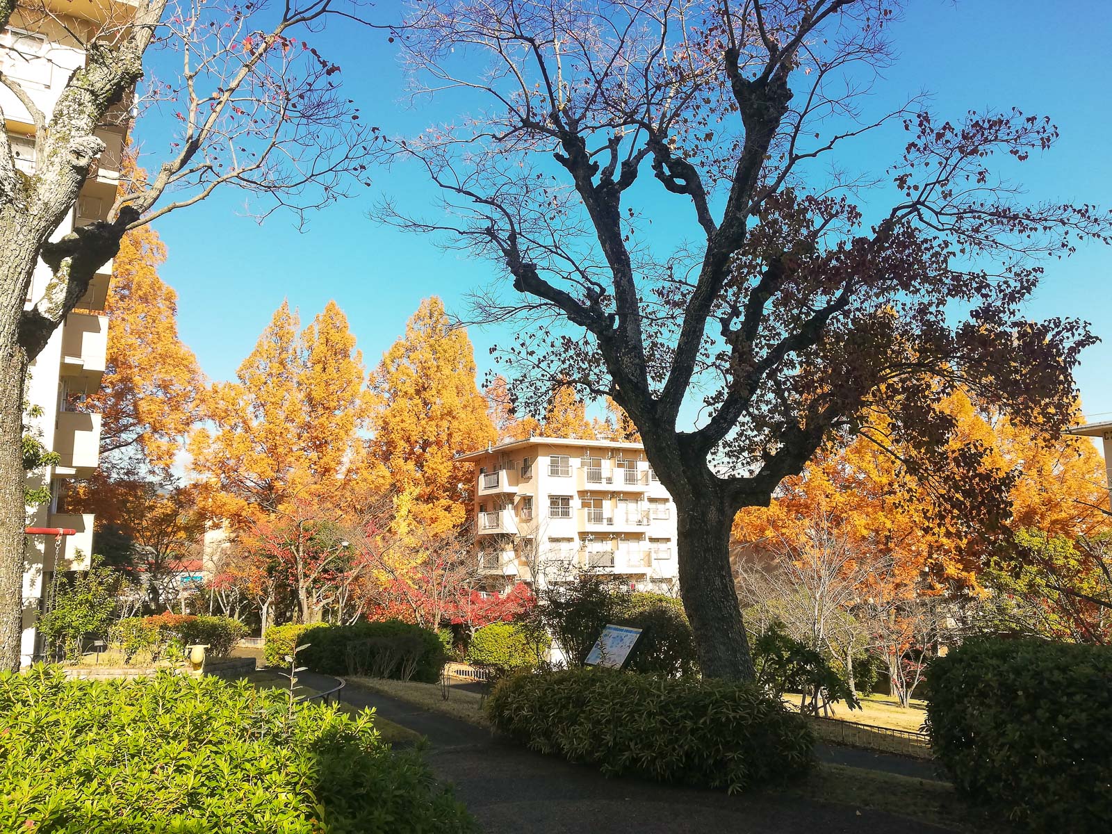 秋晴れのUR千里青山台団地