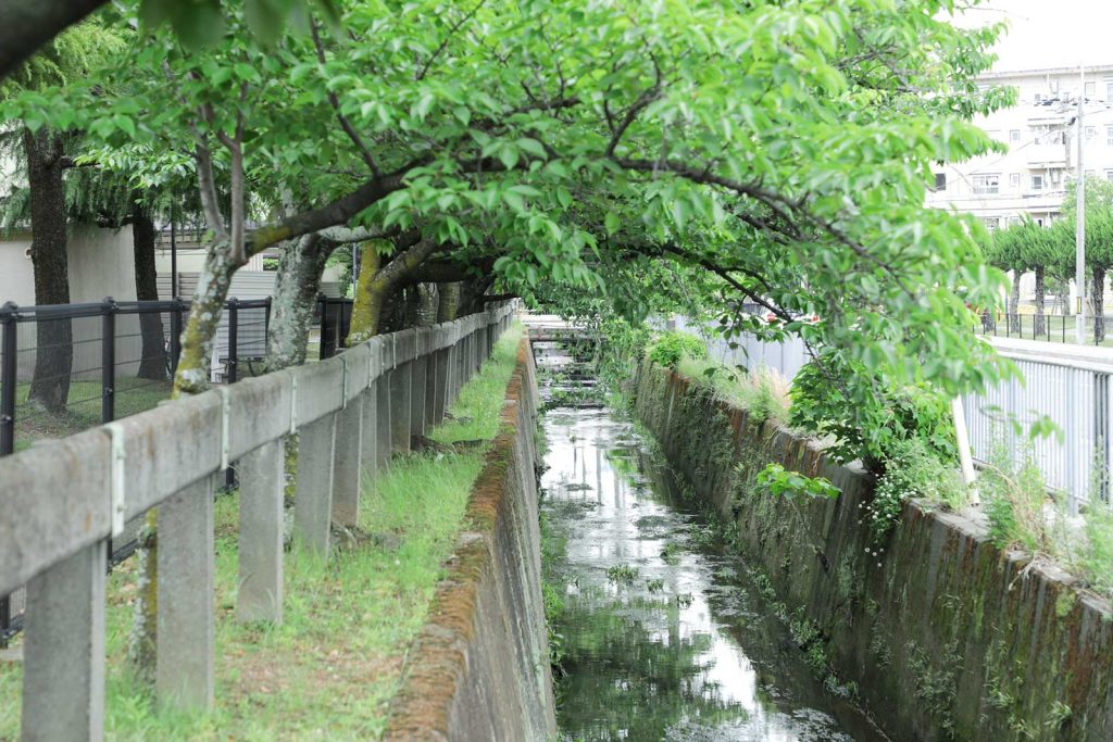 春は桜並木が美しい、用水路沿い。