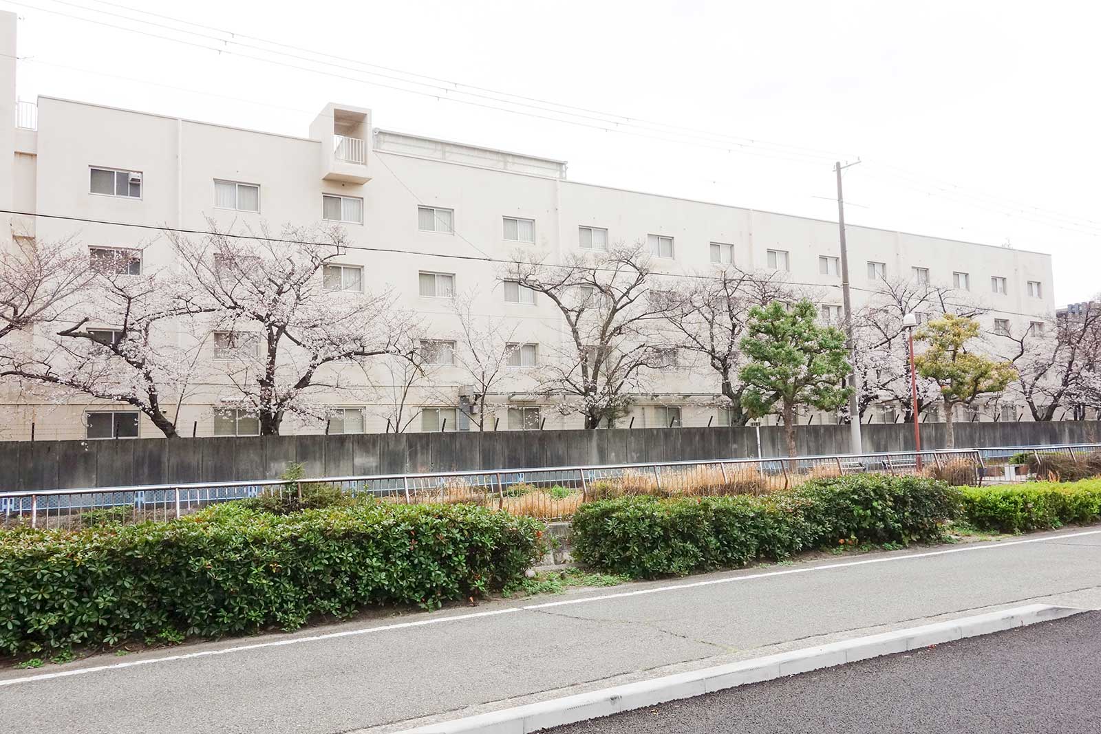 武庫川女子大学元学生寮に沿って咲く桜の木