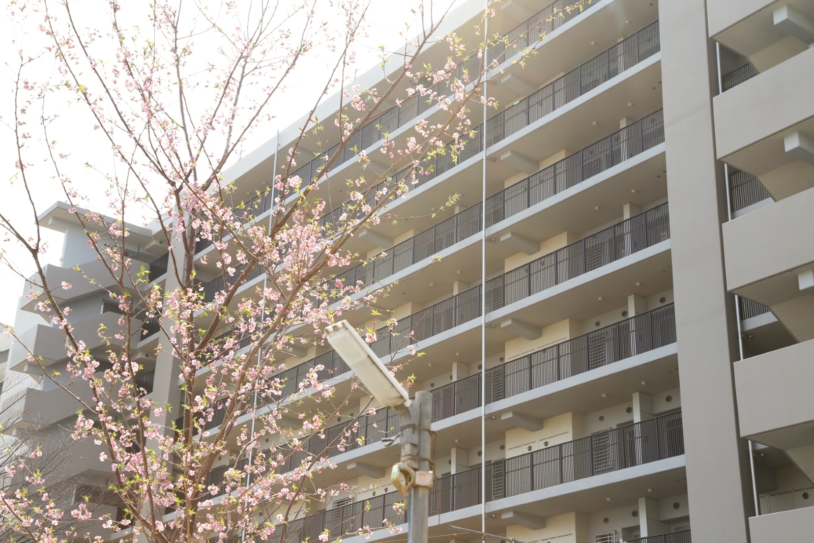 千里グリーンヒルズ高野台の桜と外観