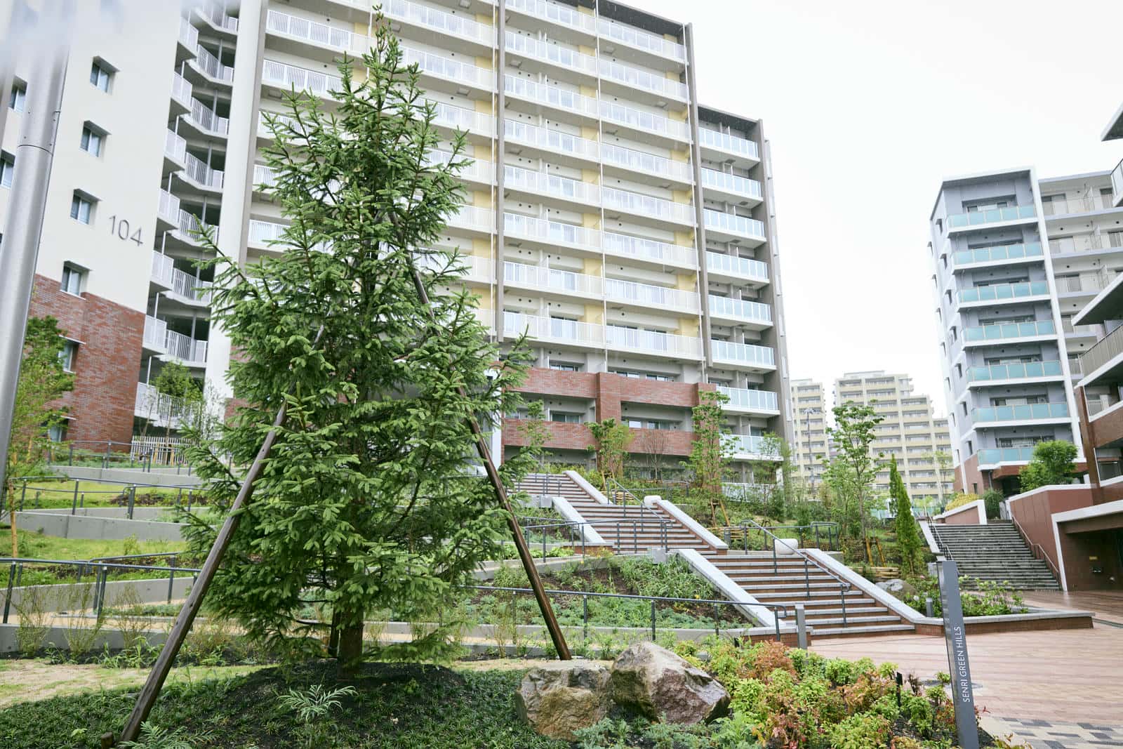 新千里東町団地で育つ樹木、ドイツトウヒ