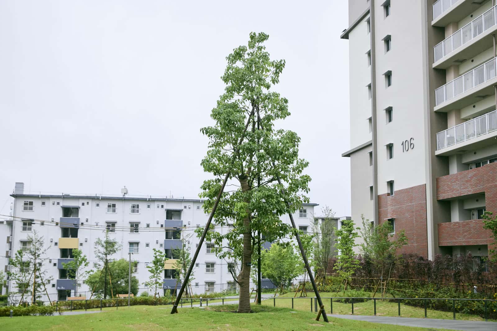 新千里東町団地で育つ樹木、クスノキ