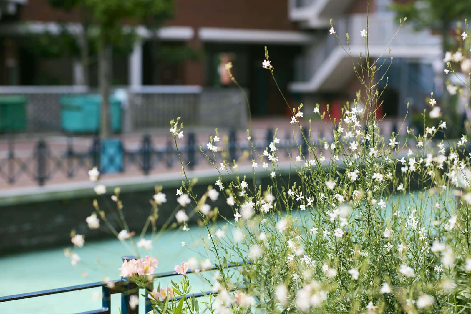 キャナルタウンの遊歩道に咲く花