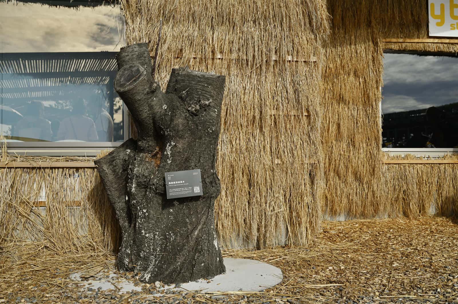 大阪・関西万博に設置された設置された公共施設、サテライトスタジオ東に設置されたクスノキ