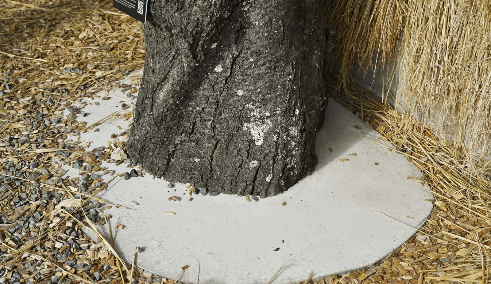 大阪・関西万博に設置された設置された公共施設、サテライトスタジオ東の木の柱の足元