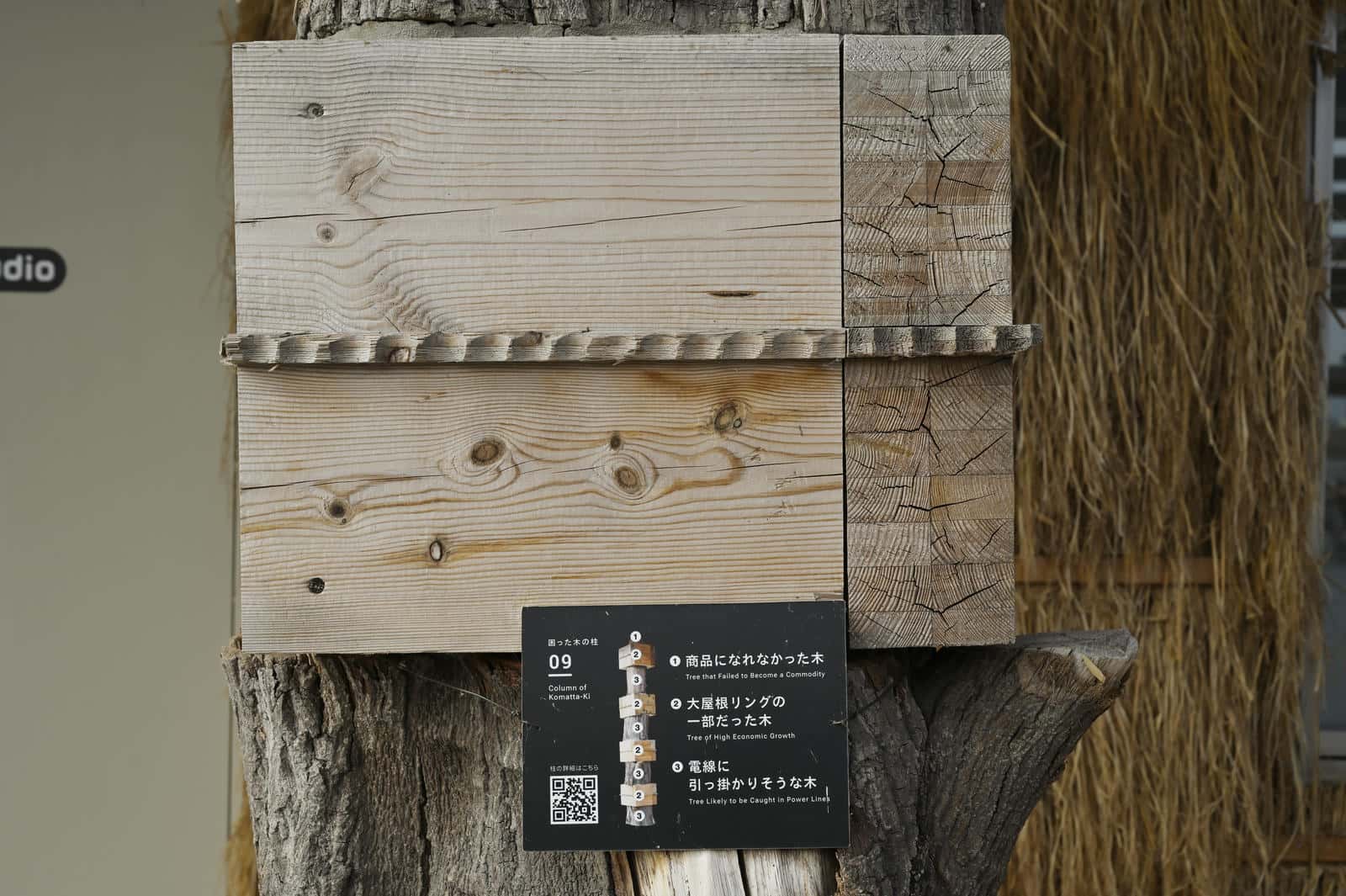 大阪・関西万博に設置された設置された公共施設、サテライトスタジオ東に掲示された万博の大屋根リングの木の見本